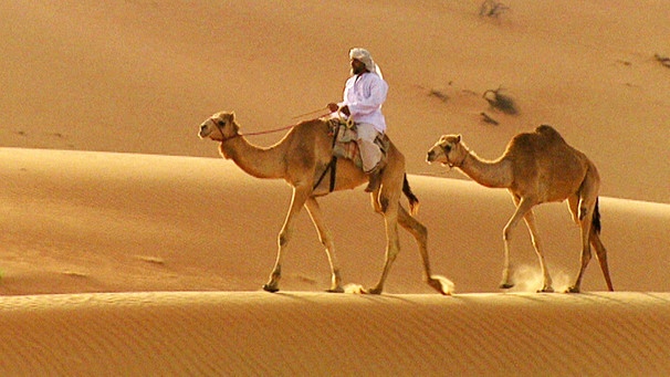 Kamele, Beduinen | Bild: BR