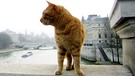 Streunende Katze in Paris | Bild: BR