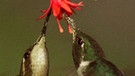 Vögel der Anden: Kolibris | Bild: BR/Angelika Sigl