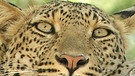 Leopard | Bild: BR