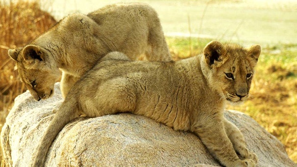 Löwen in Zimbabwe  | Bild: BR/Odwin von Wurmb