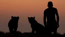Abendstimmung: Löwen in Zimbabwe  | Bild: BR/Odwin von Wurmb