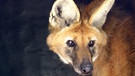 Der Mähnenwolf ist der größte Vertreter der Hunde in Südamerika. Sein Name täuscht, denn eigentlich ist er kein Wolf. Doch wohl wegen seiner Größe ist er Opfer jenes schlechten Rufes, den man mit den Geschichten um den "bösen Wolf" verbindet. Auf über 90 cm langen Beinen durchstreift er die Savannen Zentral-Brasiliens. Aber diese fallen zunehmend Kaffee-, Soja- und Eukalyptusplantagen zum Opfer. | Bild: BR/Thomas Schleider