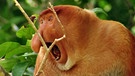 Nasenaffe auf Borneo | Bild: BR