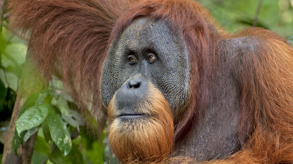 Orang-Utan in Sumatra | Bild: BR/Alain Compost/Sumatra Orangutan Conservation Program