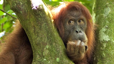 Ein freilebender Orang-Utan in Sumatra | Bild: BR/Alain Compost/Sumatra Orangutan Conservation Program