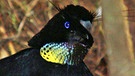 Ein männlicher Strahlenparadiesvogel | Bild: BR