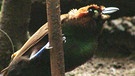 Neuguinea: Sichelschwanz-Paradiesvogel | Bild: BR/Eberhard Meyer