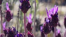 Portugal: 	Wilder Lavendel | Bild: BR/Andrea Rüthlein