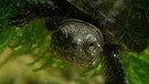Europäisches Sumpfschildkrötenbaby | Bild: BR/Markus Schmidbauer