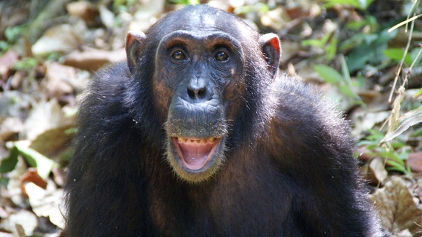 Schimpansen im Mahale Mountains National Park | Bild: BR/Dr. Christof Schenck