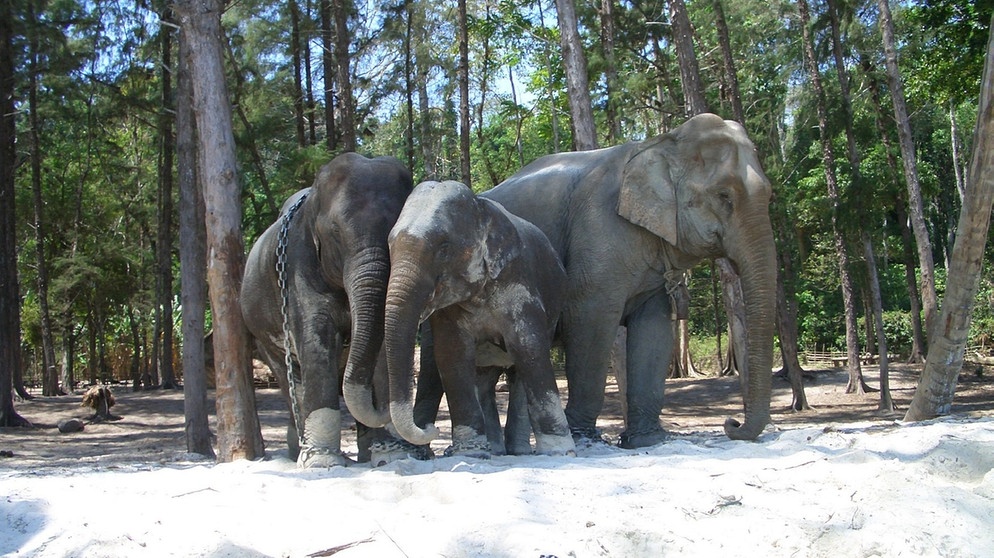 Elefanten auf den Andamanen | Bild: BR