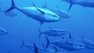 Schwarm Blauflossen-Thunfisch im Mittelmeer | Bild: BR/Franco Banfi/WaterFrame