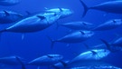 Schwarm Blauflossen-Thunfisch bei Sardinien | Bild: BR/Franco Banfi/WaterFrame