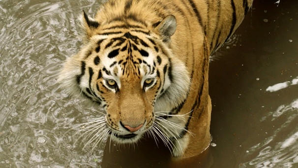 Sibirischer Tiger | Bild: BR/Galina Kirsunova