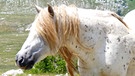 Winnetous Pferde | Bild: BR/Angelika Vogel