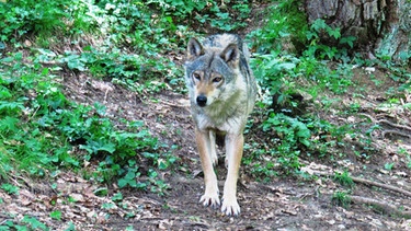 Wolf  in den Zentralalpen Italiens | Bild: BR/Andrea Gazzola