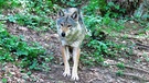 Wolf  in den Zentralalpen Italiens | Bild: BR/Andrea Gazzola