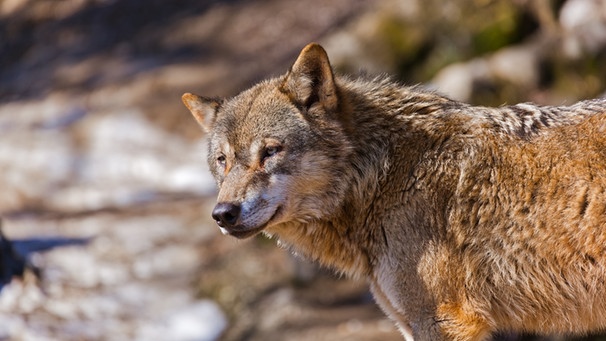 Wolf | Bild: colourbox.com