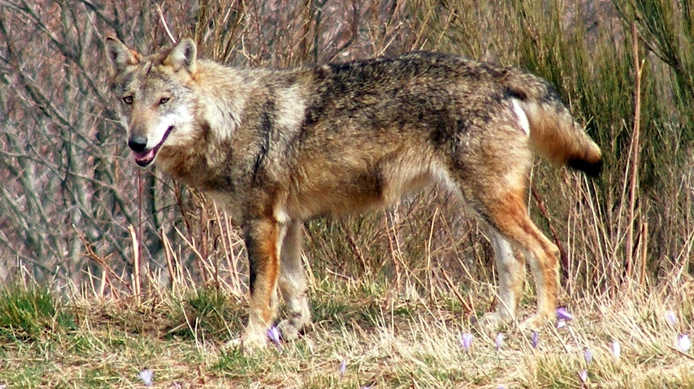 Wolf | Bild: BR/Paolo Bongi