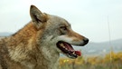 Räuberkinder: Wolf | Bild: BR/BPA