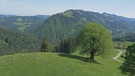 Die alte Bergulme in Oberstuafen-Steibis | Bild: BR/Wir in Bayern