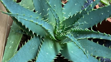 Aloe | Bild: BR/Andreas Modery