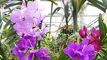 Orchideen im Schmetterlingshaus auf der Insel Mainau | Bild: Wir in Bayern