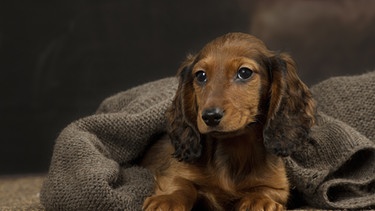 Dachshund puppy indoors | Bild: picture alliance / Mary Evans Picture Library | Jean-Michel Labat