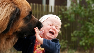 Leonberger schleckt Kleinkind, 1 Jahr, das Gesicht ab | Bild: picture alliance / imageBROKER | Doreen Zorn