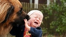 Leonberger schleckt Kleinkind, 1 Jahr, das Gesicht ab | Bild: picture alliance / imageBROKER | Doreen Zorn