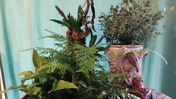 Vier Pflanzengeschenke mit Farn, Bromelie und Amaryllis, vorgestellt von Brigitte Goss | Bild: BR / Brigitte Goss