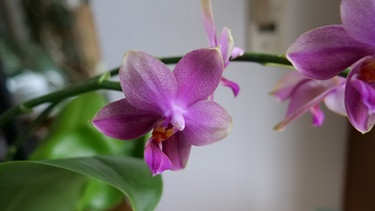Orchidee Liodoro | Bild: BR/Brigitte Goss
