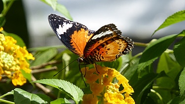 Schmetterlingshaus auf der Insel Mainau | Bild: Annette Eckl
