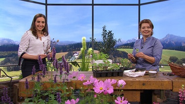 Moderatorin Andrea Lauterbach mit Gartenexpertin Brigitte Goss | Bild: Wir in Bayern