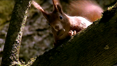 Eichhörnchen sitzt in einer Astgabel | Bild: BR