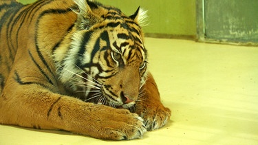 Tiger im Zoo Augsburg  | Bild: BR