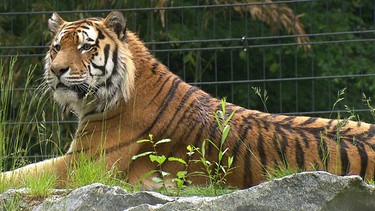 Tiger Claudius im Tiergarten Straubing | Bild: BR