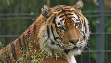 Tiger Claudius im Tiergarten Straubing  | Bild: BR