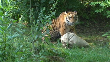 Tiger im Zoo Augsburg | Bild: BR