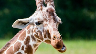 Giraffe | Bild: picture-alliance/dpa