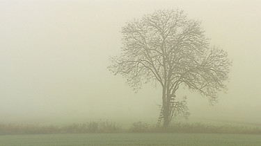 Baum im Nebel | Bild: BR