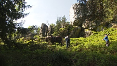 Besonders schön zeigt sich das Quarzriff bei Viechtach – im Naturschutzgebiet "Großer Pfahl", wo das Holzrücken noch mit Pferden geschieht. | Bild: BR