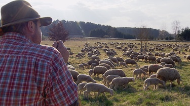 Schafe auf der Weide | Bild: BR