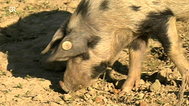 Leasing-Schwein auf dem Reisner-Hof bei Rotthalmünster  | Bild: BR