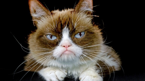 Grumpy Cat | Bild: picture alliance / AP Photo