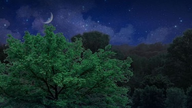 alles wissen - Nachtaufnahme mit Baum | Bild: hr