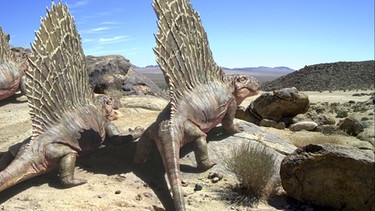 Darstellung von Dimetrodons, sogenannte Pelycosaurier der frühen Perm-Periode. | Bild: BR/NHK