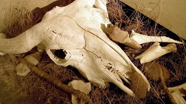 Büffelschädel im Interpretive Center des Head-Smashed Buffalo Jump. | Bild: BR/SWR/Burkard Kreisel