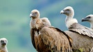 Gänsegeier in den Pyrenäen. Sie gehören zu den größten Vögeln Europas. Im Vallée d‘0sseau im Pyrenäen-Nationalpark konnten sie durch konsequente Schutzmaßnahmen vor dem Aussterben gerettet werden. | Bild: BR/NDR/Prospect TV/Simone Stripp